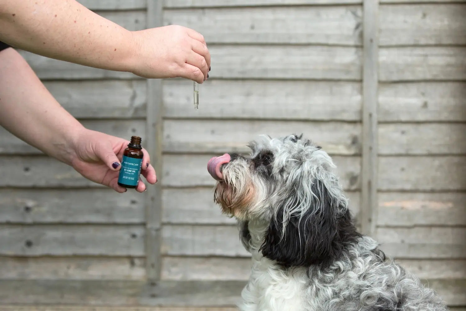 CBD for Dogs and Its Benefits
