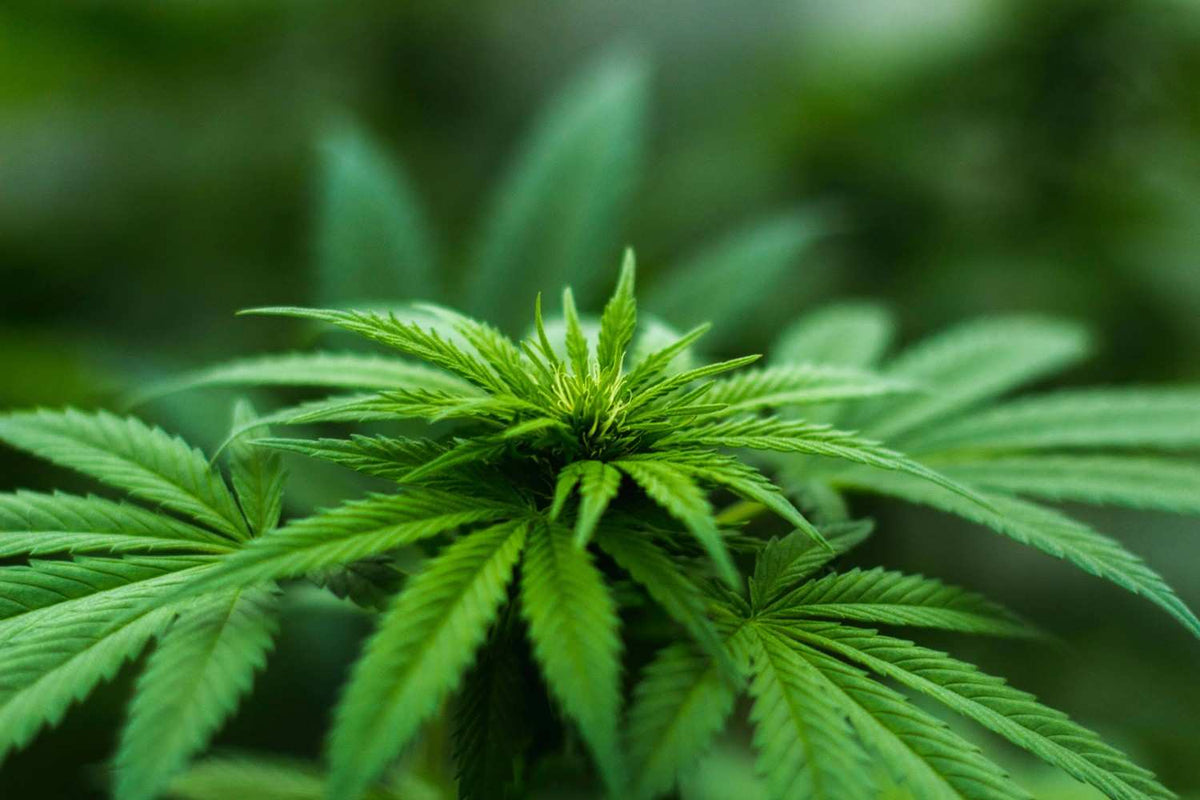 15 Effects of CBD Oil