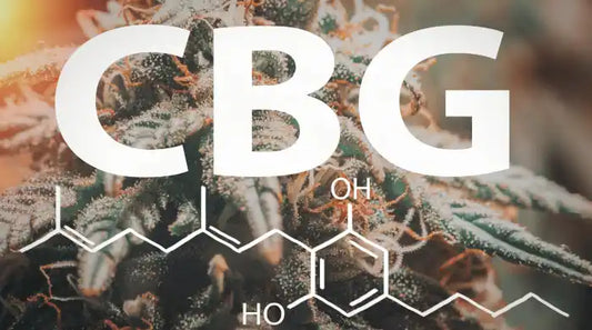 CBG Gummies vs CBG Oil – What’s the Difference?