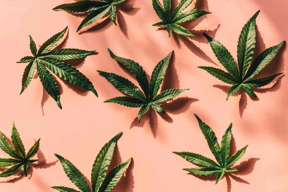 What does cannabis smell like