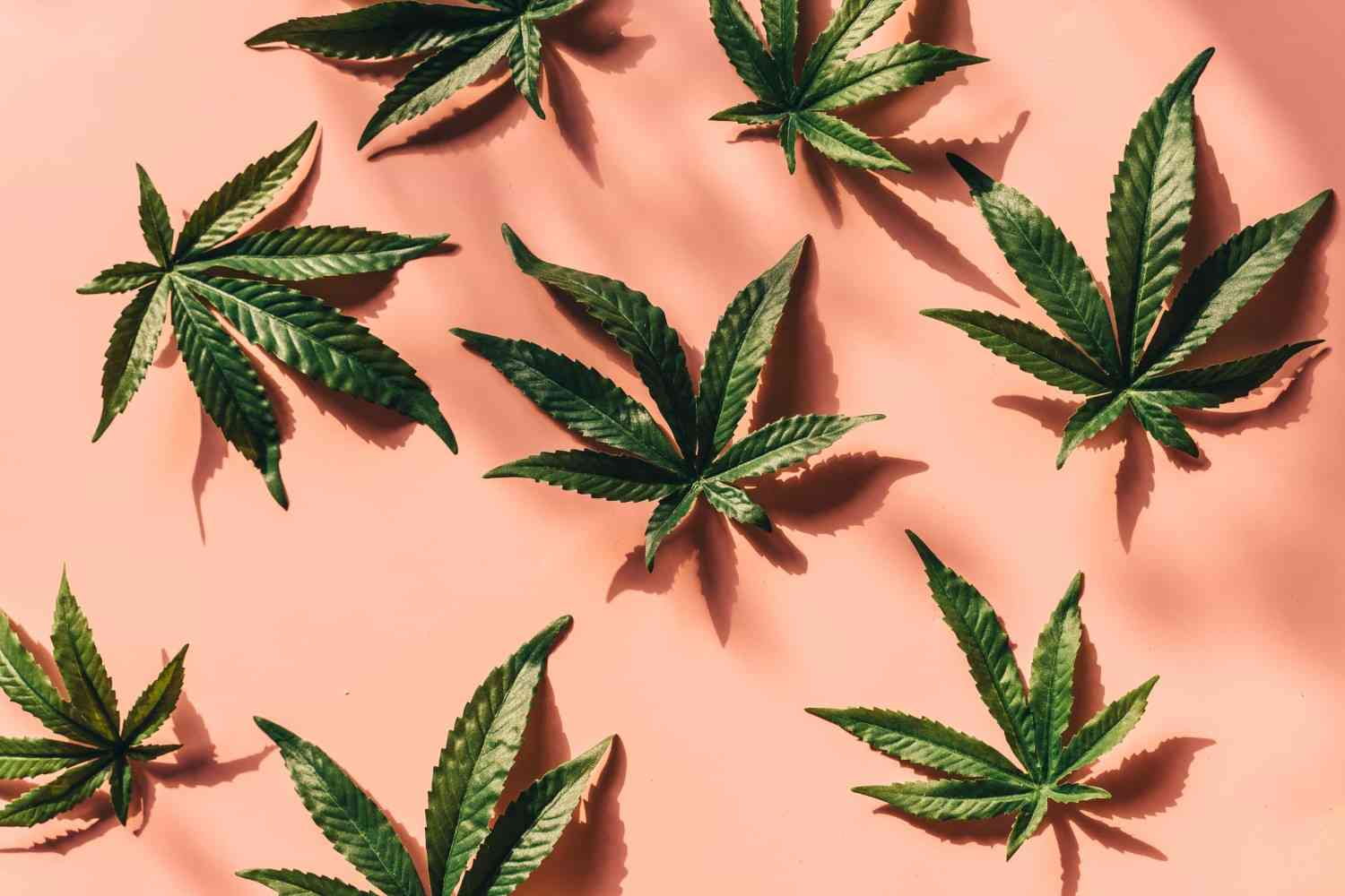 What does cannabis smell like