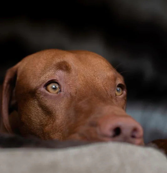 8 Tips On How To Keep Your Dog Calm