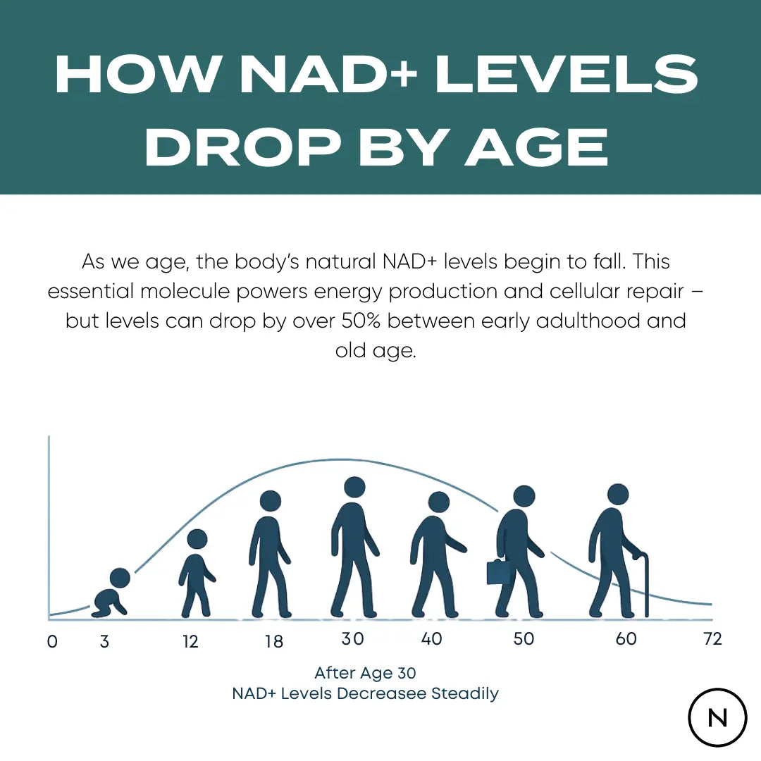 how NAD+ levels drop by age