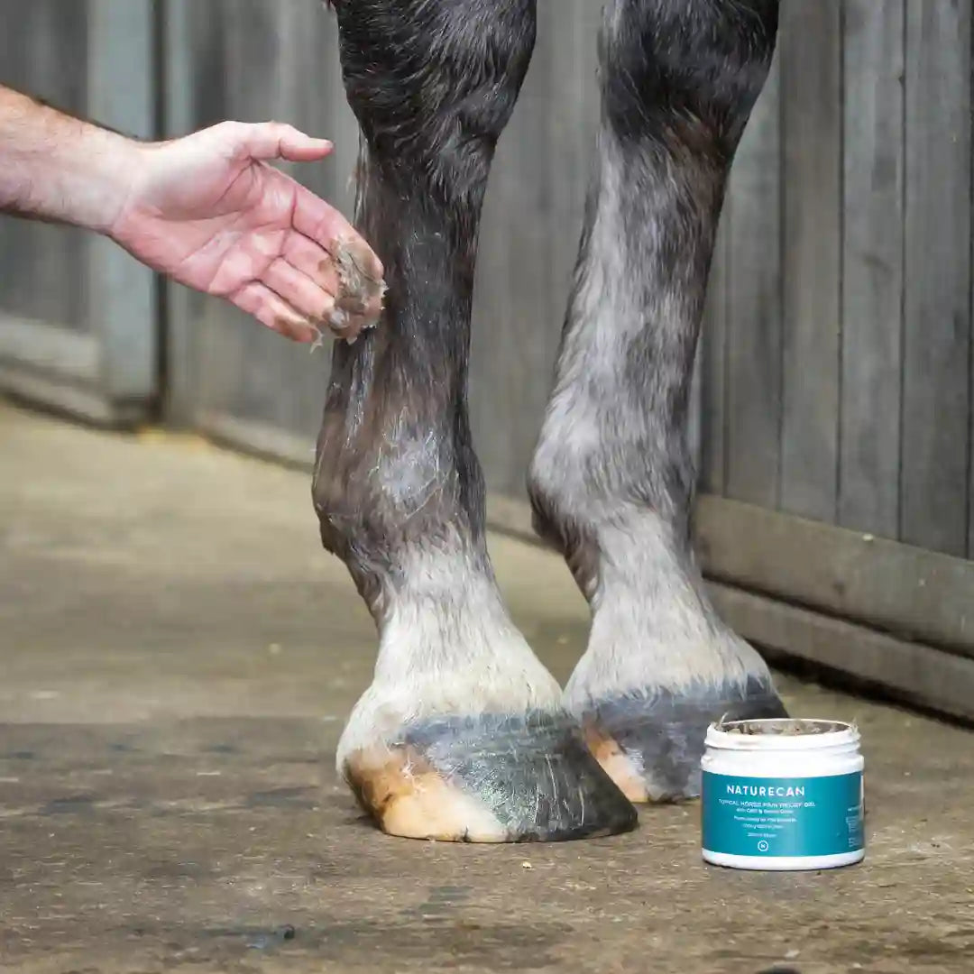 Horse Pain Relief Bundle