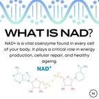 NMN Supplement