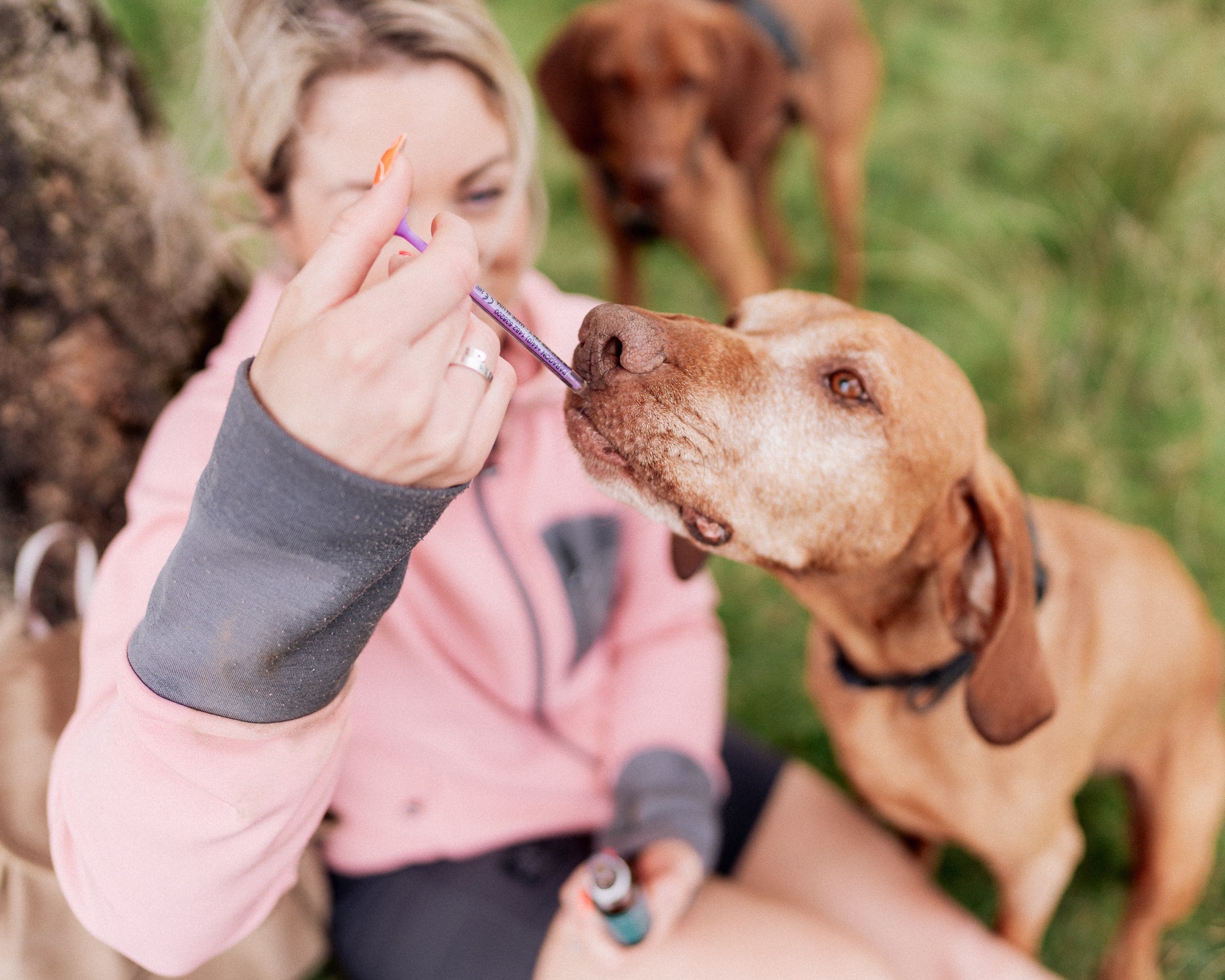 Girl giving her dog CBD oil with syringe